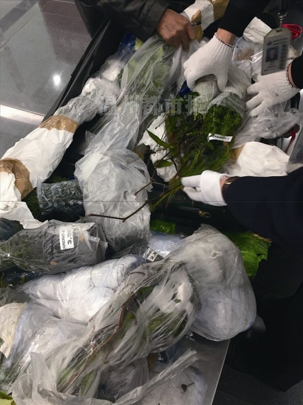 国外带回一箱苗木与种子 温州机场入关时被截获林地评估