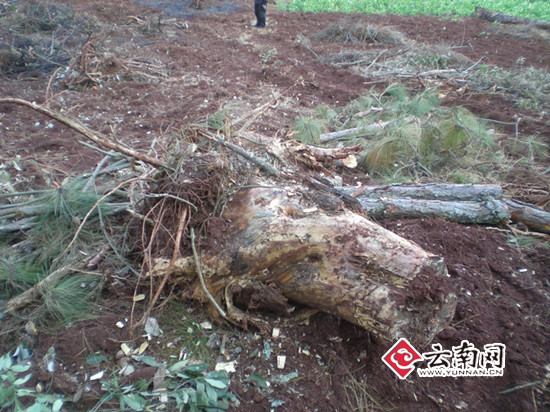 石屏县森林公安局积极开展打击破坏林地专项行